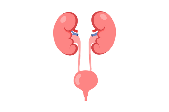 Urinary_system